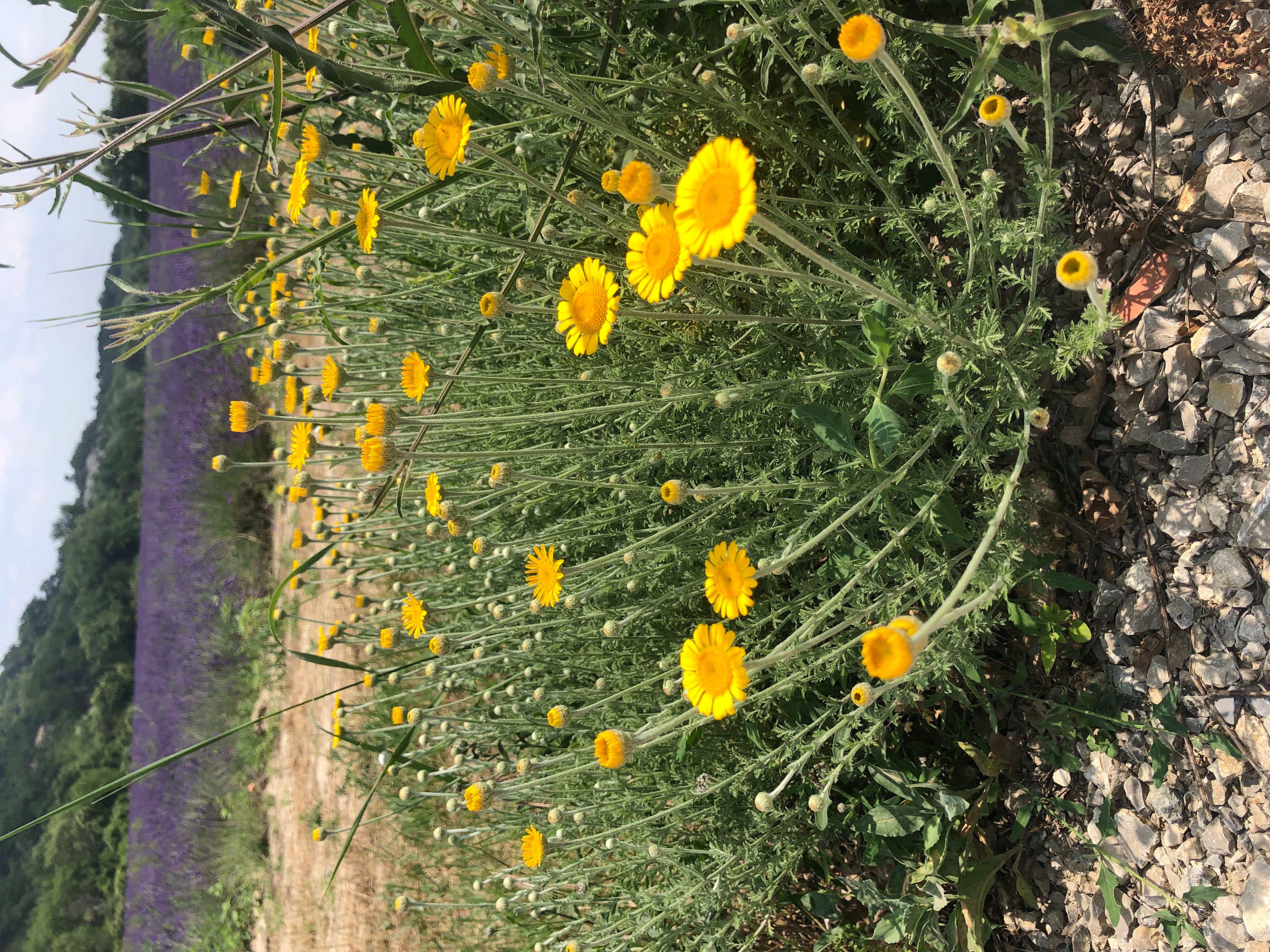 camomille des teinturiers