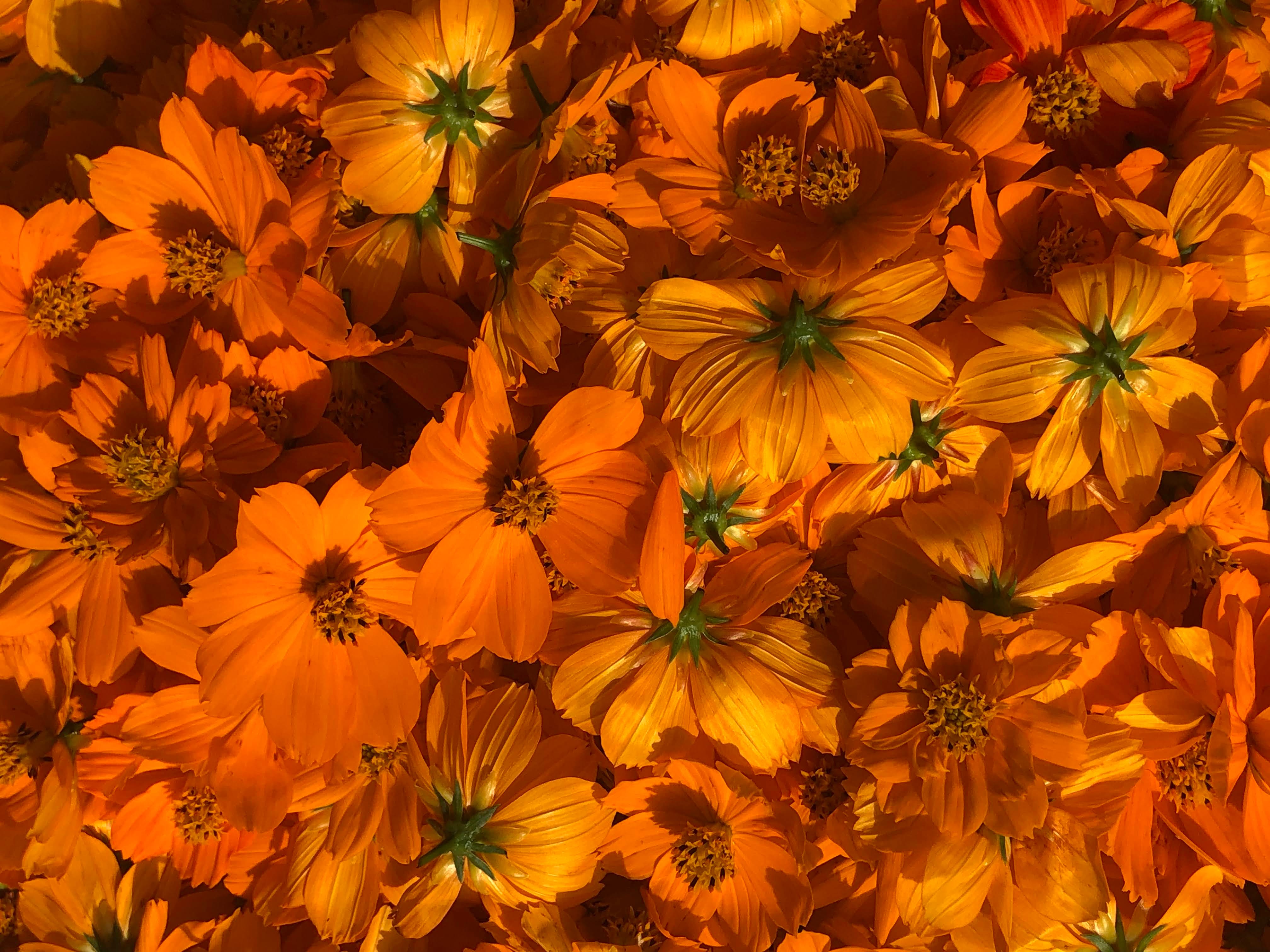 cosmosmos sulfureux frais et prets à être séché du jardin tinctorial de l'atelier ilys