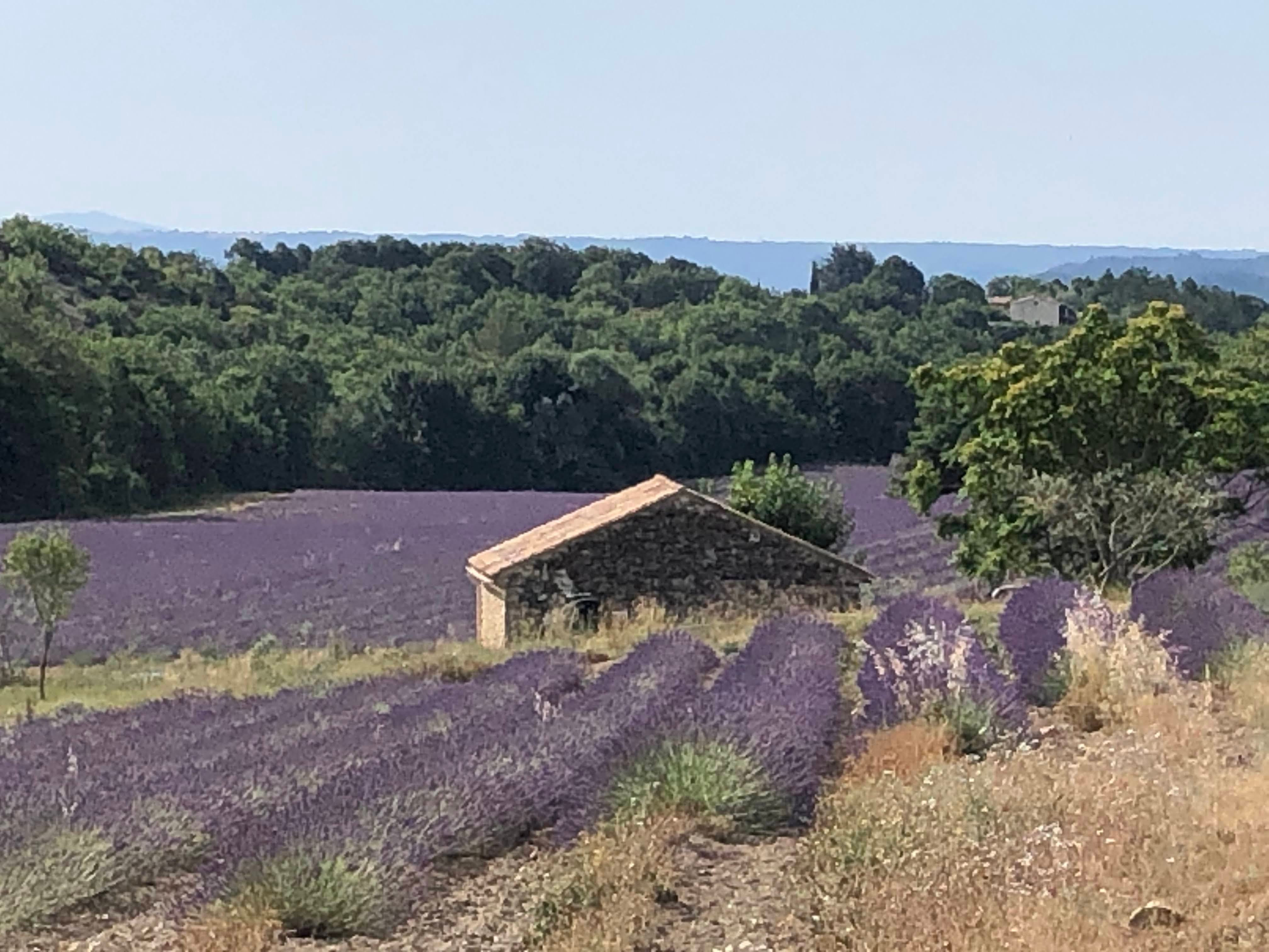 arriere du gite en juillet