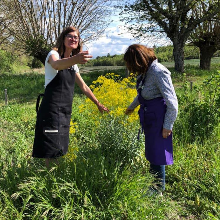 Jardin de plantes tinctoriales de l'Atelier Ilys : découverte de la gaude avec isabelle