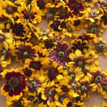 Fleurs séchées de coreopsis tinctoria pour teinture végétale, Atelier Ilys