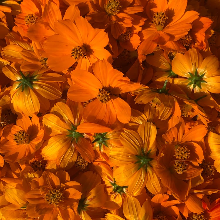 Sachet de fleurs séchées de cosmos sulfureux pour teinture végétale, Atelier Ilys