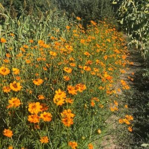 plantation de cosmos sulfureux