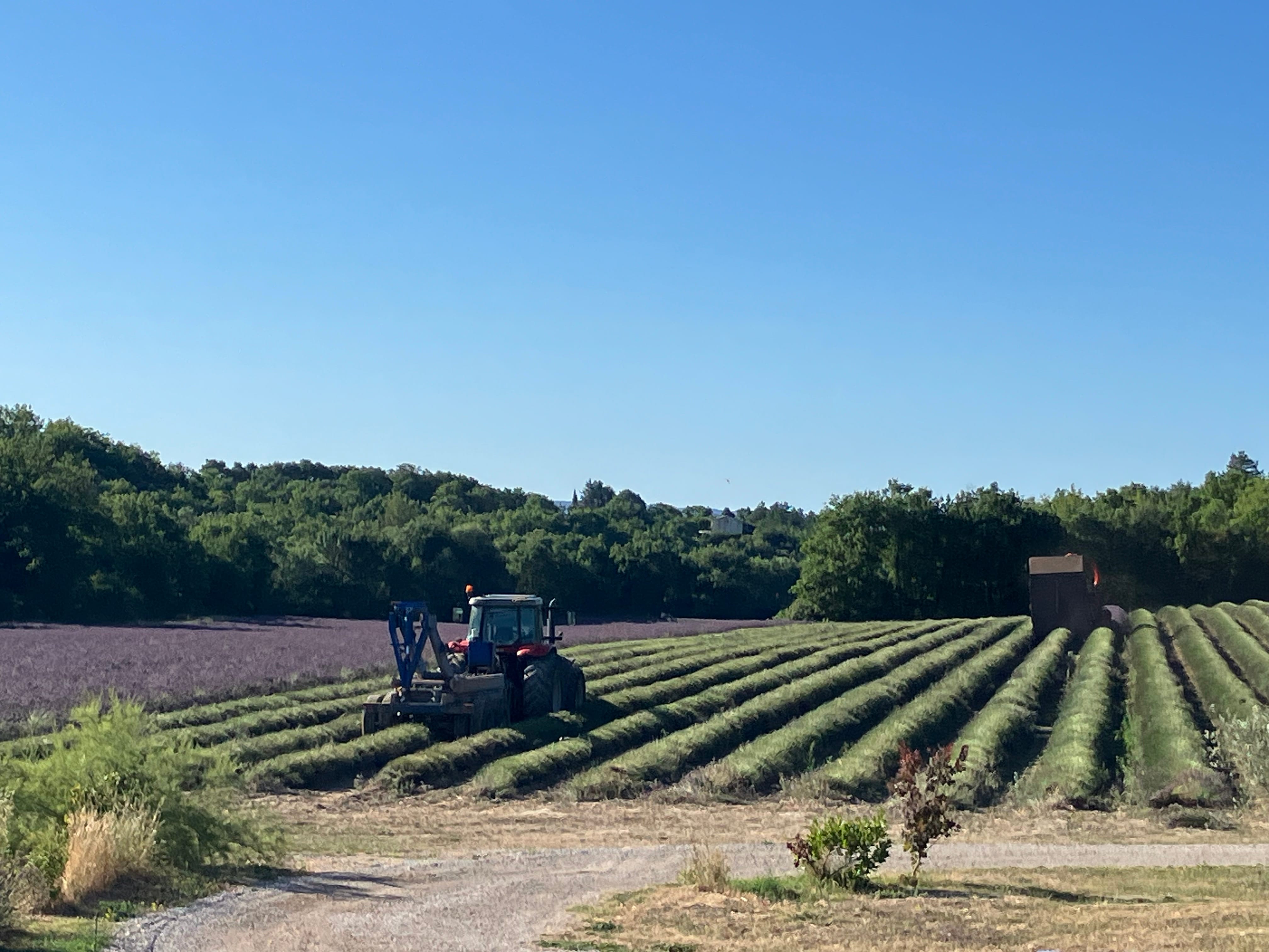 coupe des lavandes devant le jardin en aout