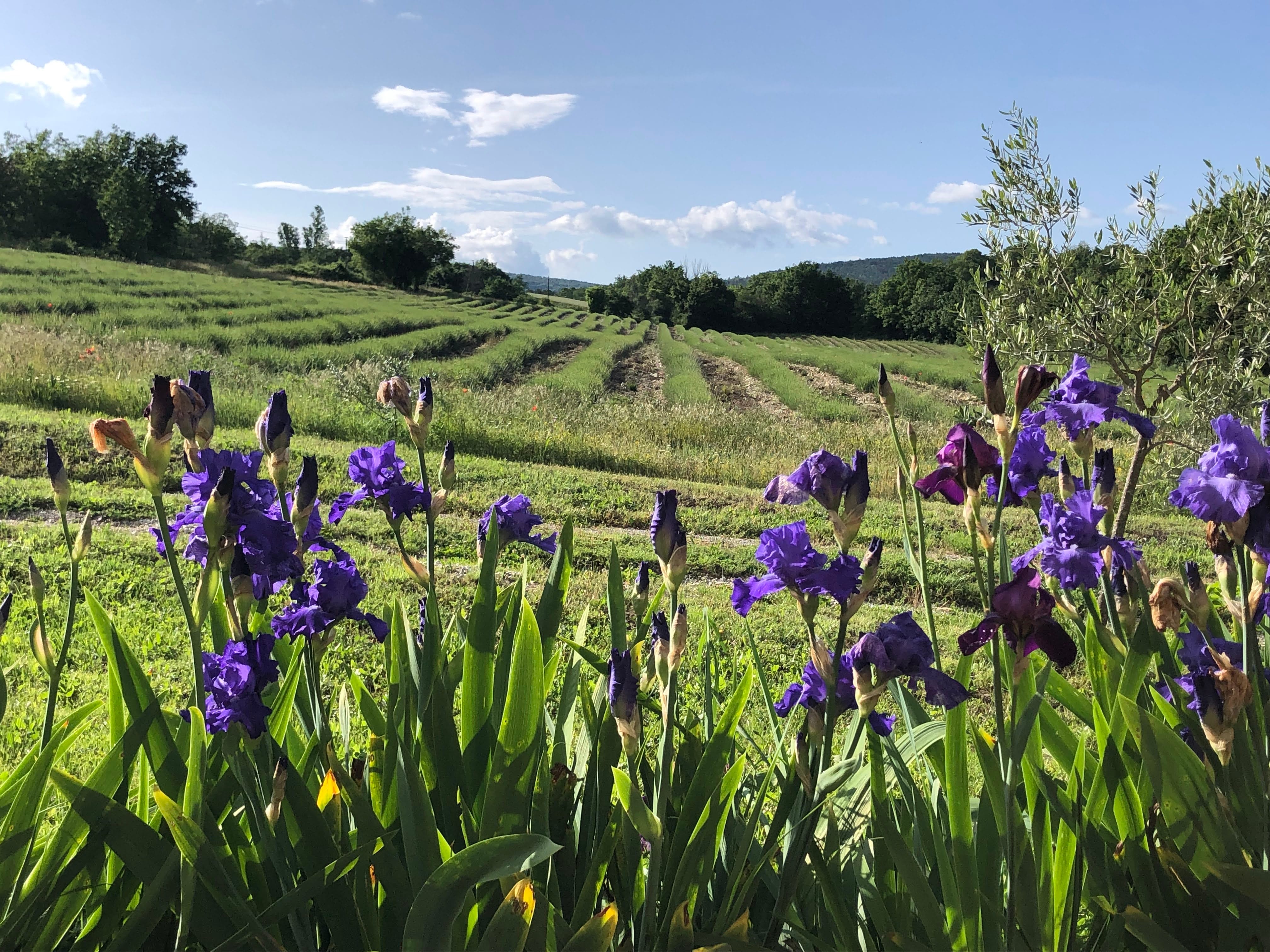 les iris de la terrasse arriere