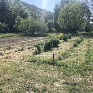 jardin tinctorial en février