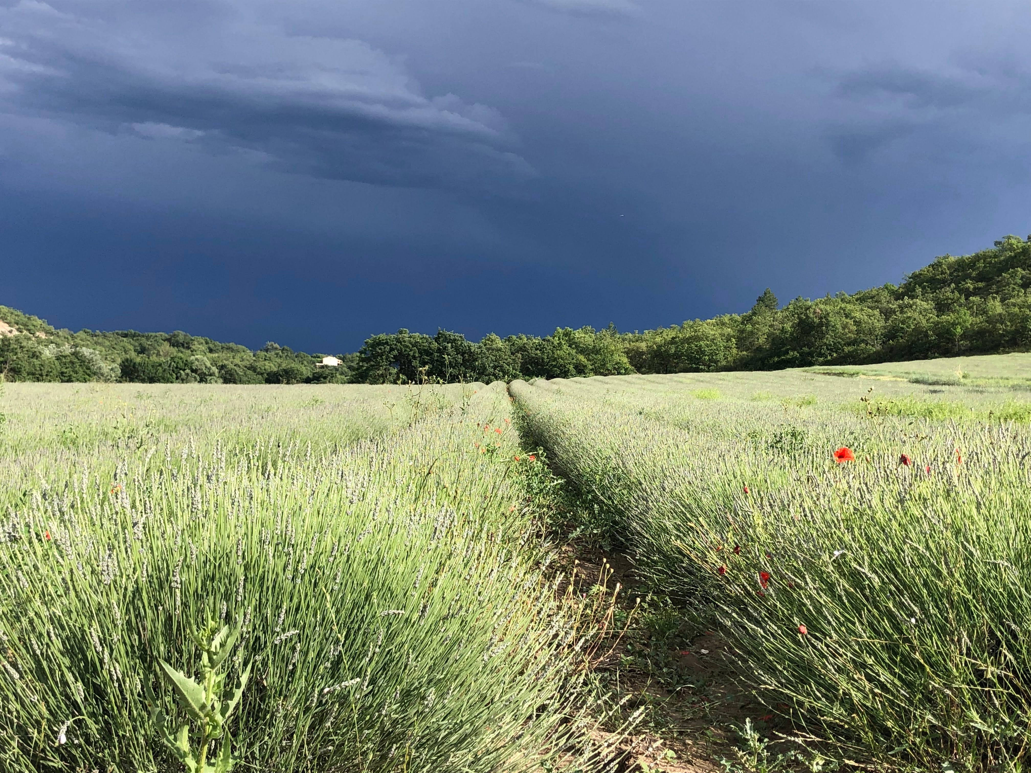 champs de lavandes en mai