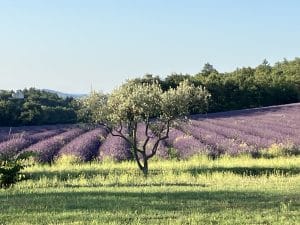 la douceur des oliviers en juillet