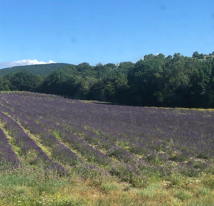 champs de lavande coté nord