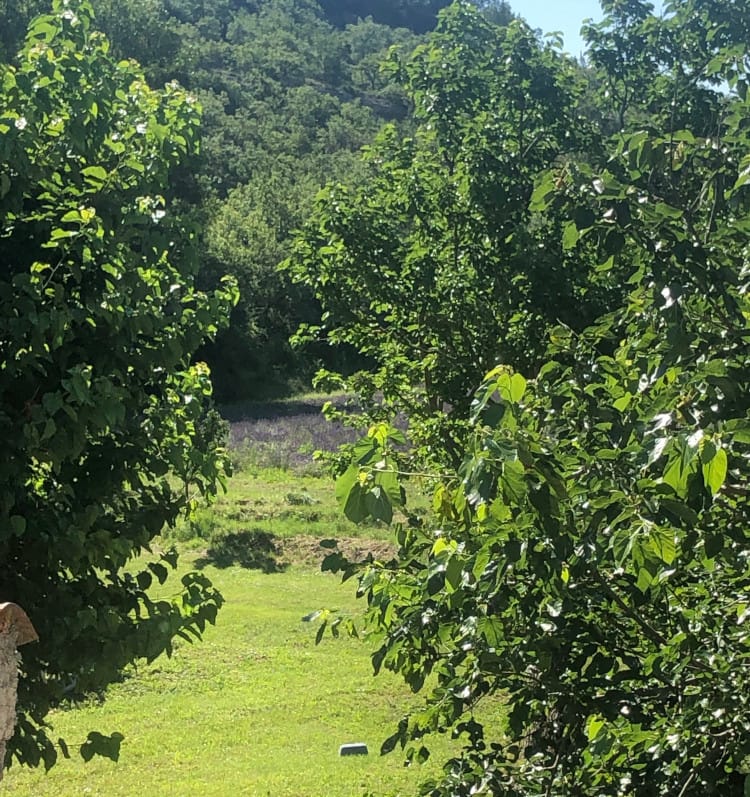 Chambre Verte — chambre aux tons botaniques avec vue sur les champs de lavandes, Atelier Ilys — photo 6